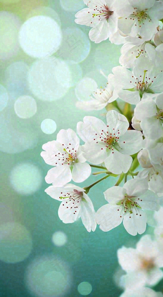 春天开满枝头的白色樱花花朵立春惊蛰春分摄影图