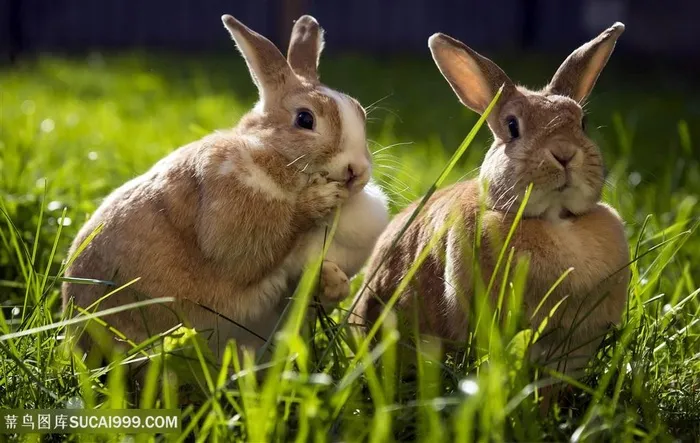 两只吃草可爱的兔子图片
