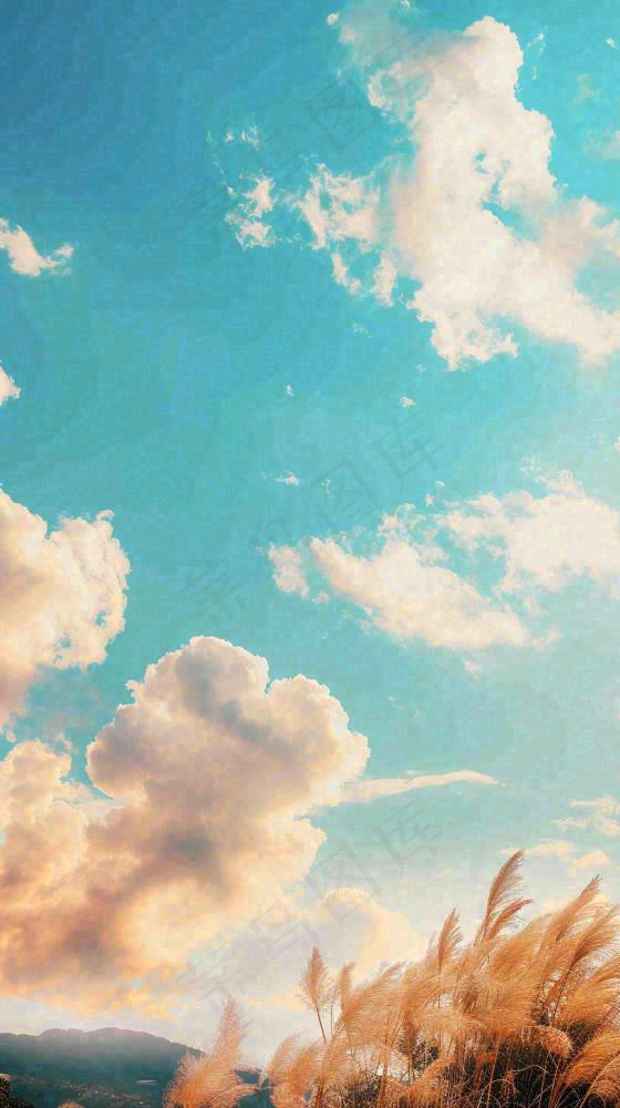 秋天蓝天户外芦苇草，立秋秋分摄影图