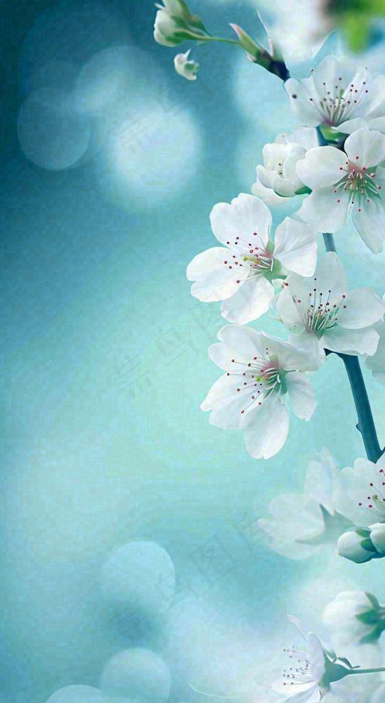 春天浪漫白色樱花花朵，立春春分摄影图