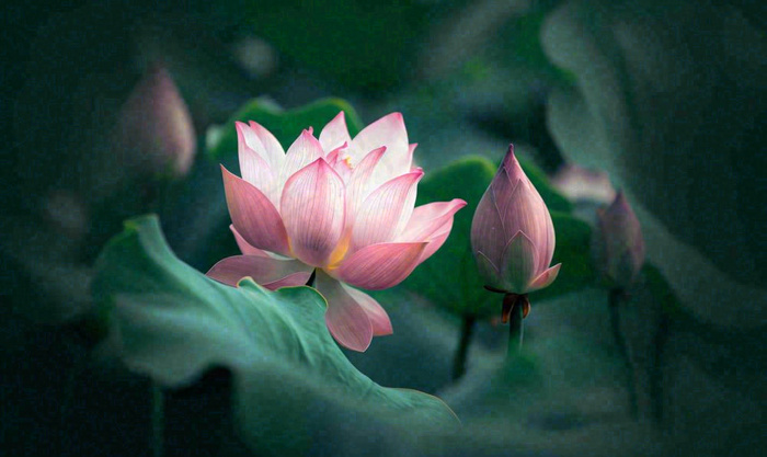 夏天荷花池荷叶荷花特写，夏至小暑大暑摄影图