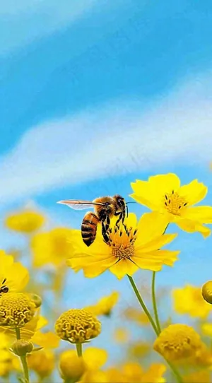 清新春天蓝天花丛黄色小花朵蜜蜂，春分摄影图