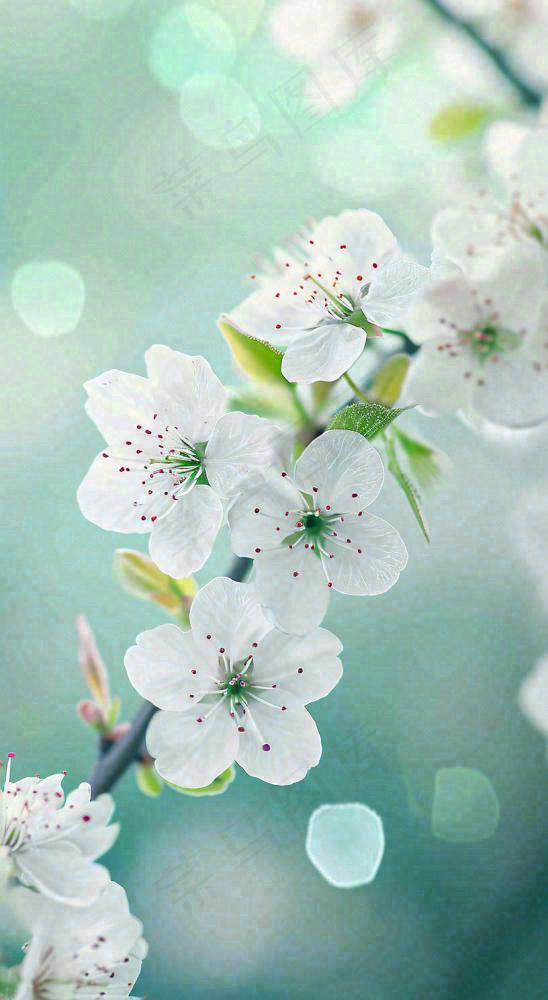 春天白色的樱花花朵开满枝头立春惊蛰春分摄影图