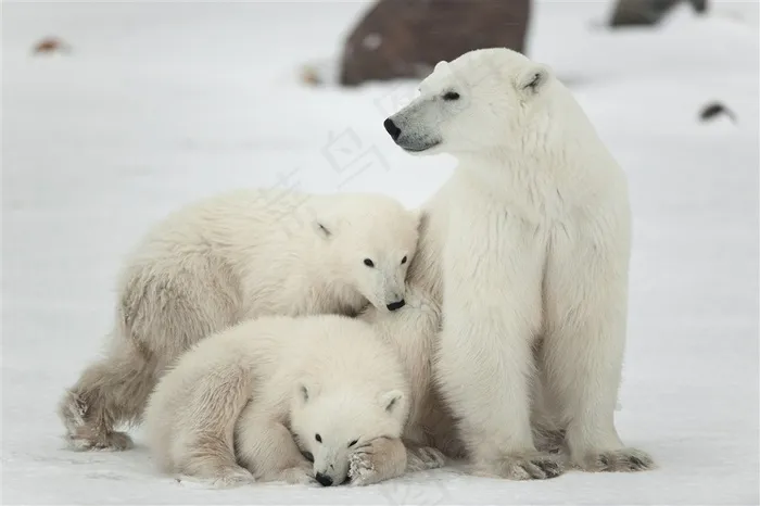 可爱的北极熊图