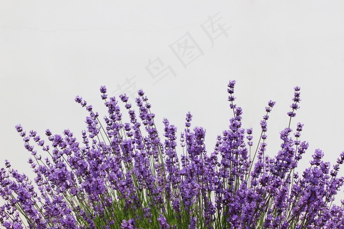 紫色薰衣草花背景图片 菜鸟图库