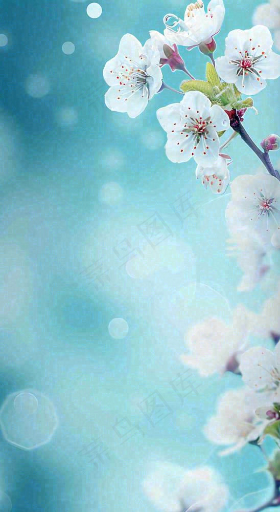 蓝色浪漫白色樱花花朵枝叶，立春惊蛰春分摄影图