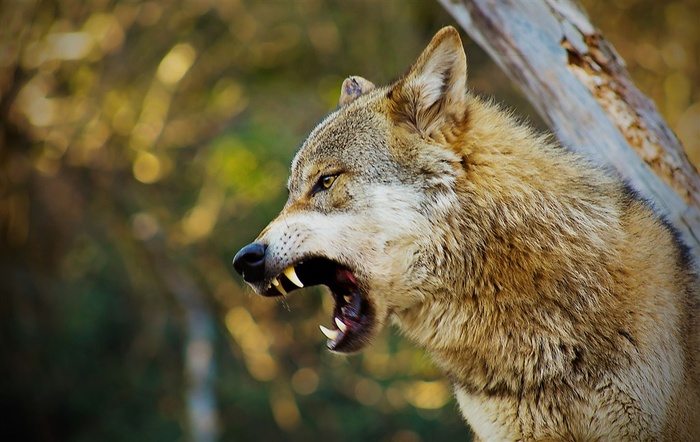 张开血盆大口的狼图片