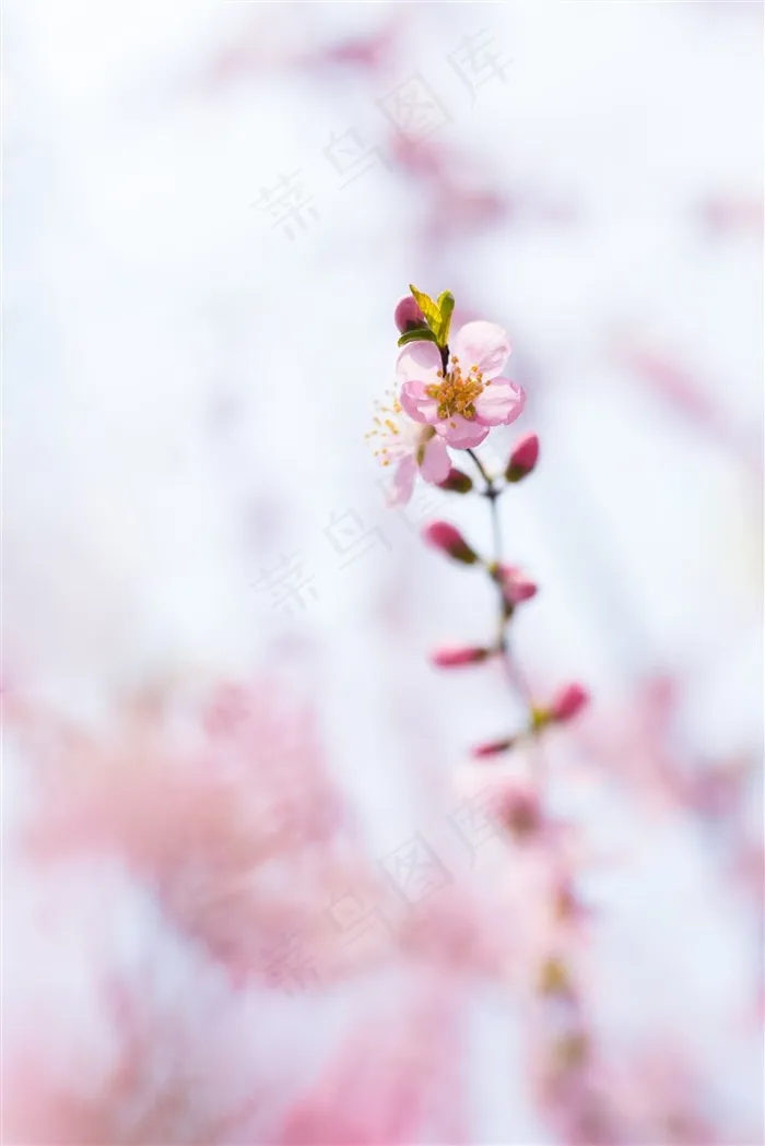 唯美鲜花桃花素材图片