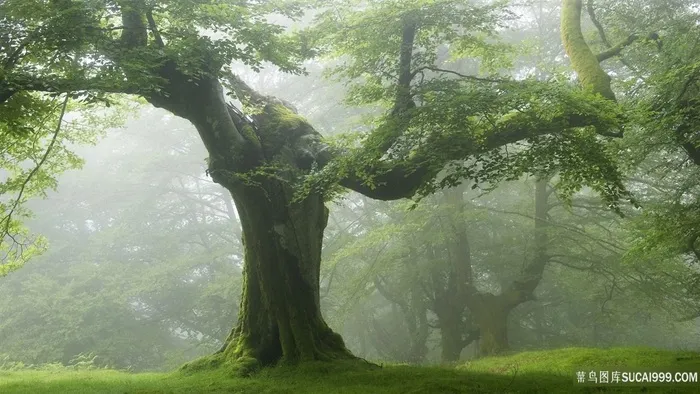 薄雾笼罩原始森林图片