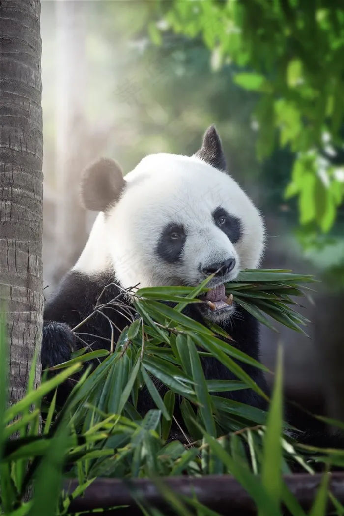 吃竹叶的大熊猫摄影素材