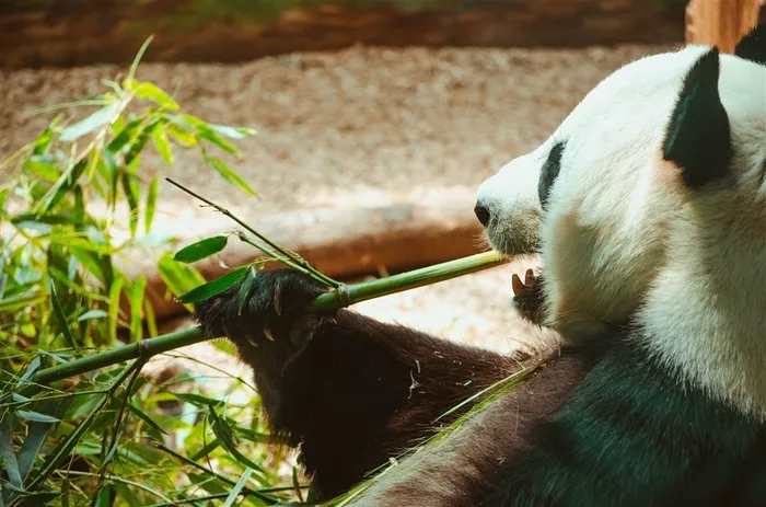 可爱的熊猫摄影素材