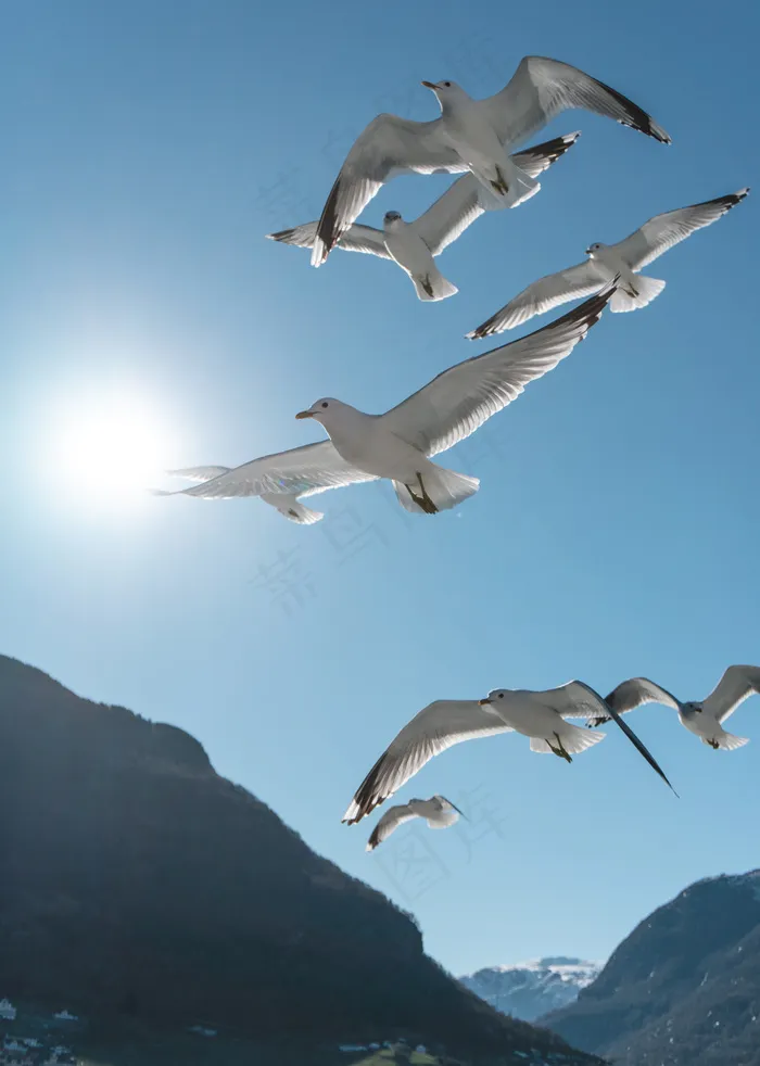 飞越高山的白色鸽子