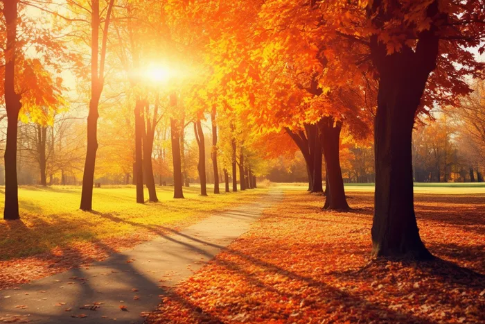 秋天金红色的树叶落叶树林小道摄影图