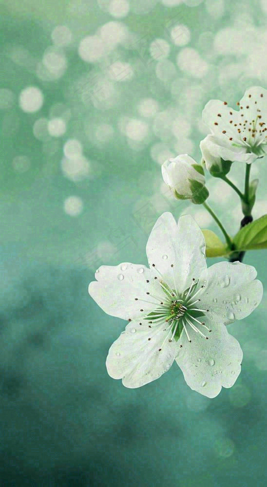 春天白色的樱花花朵和嫩芽开满枝头立春，春分摄影图