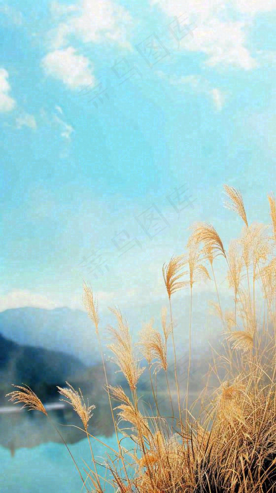 秋天蓝天户外芦苇草，立秋秋分摄影图