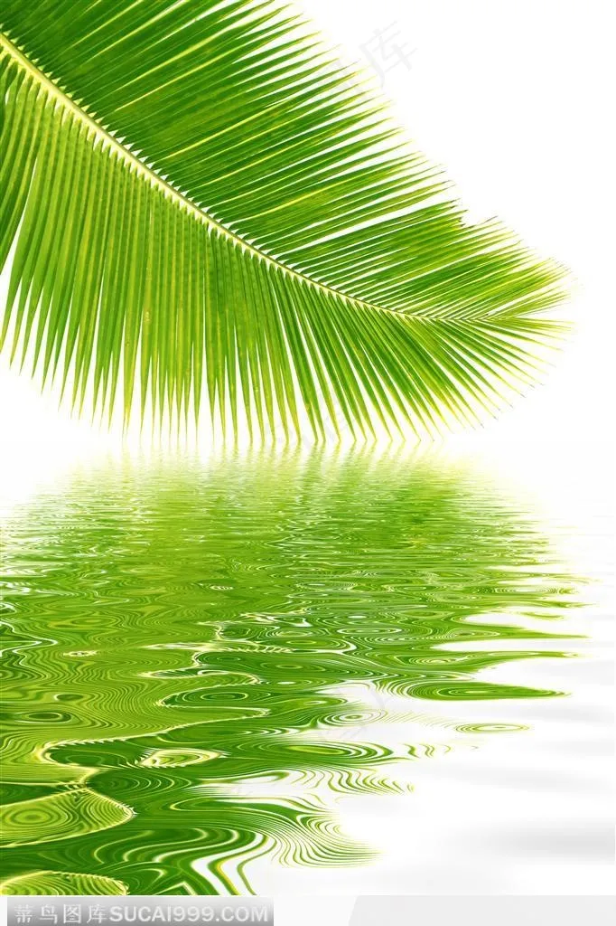 热带针形阔叶和水中倒影图片