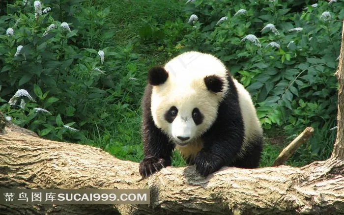 爬在树木上的大熊猫摄影图片