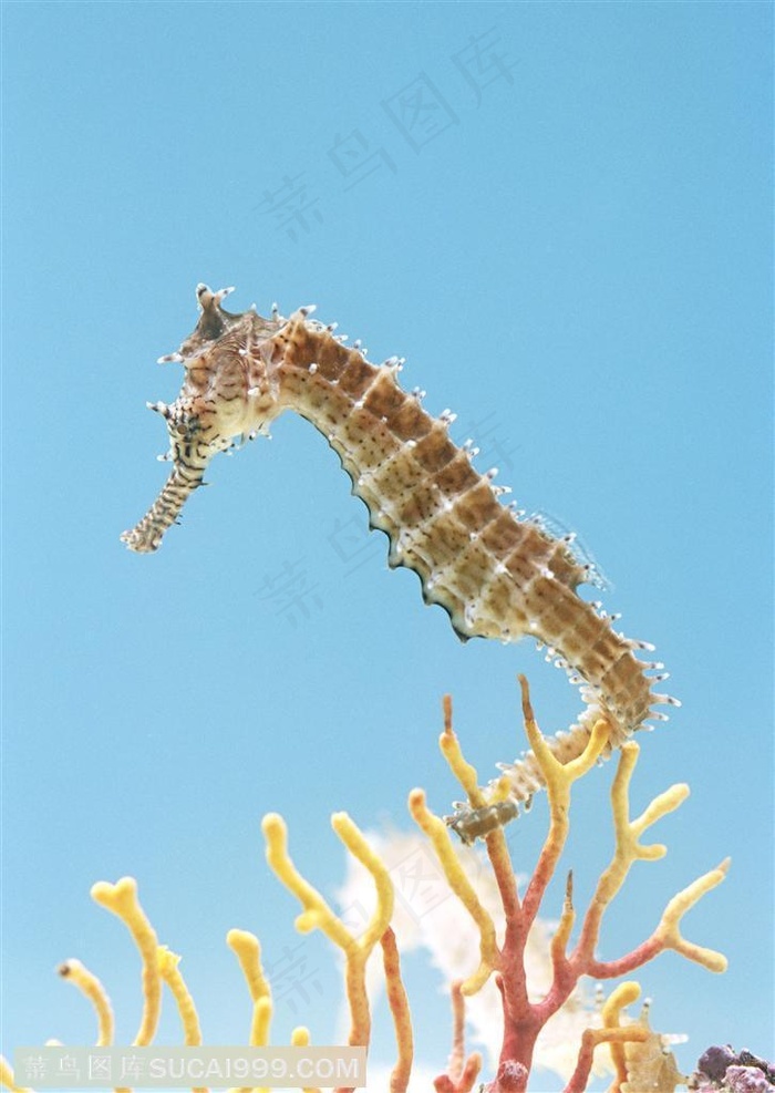 海洋生物在海洋里游动的海马尾部缠绕在珊瑚上