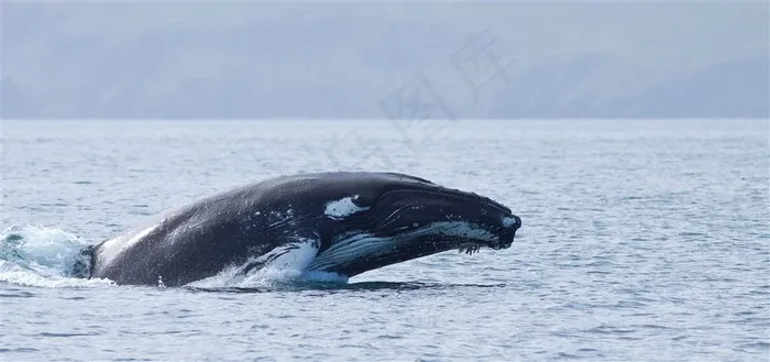 跃出水面的鲸鱼头部图片