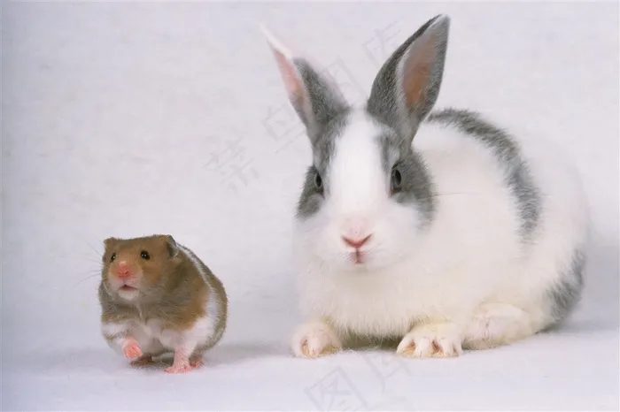 小仓鼠与白灰兔子图片