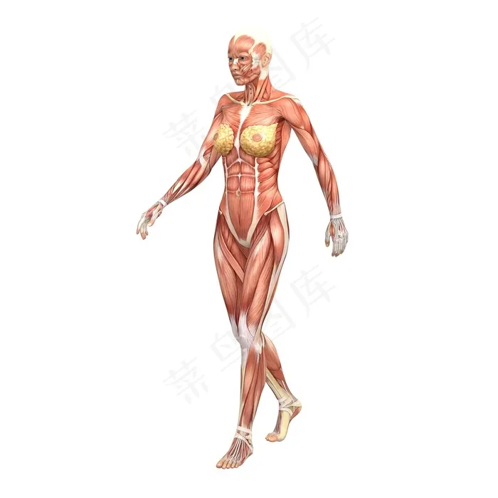 散步中的女性人体肌肉图片人体器官图