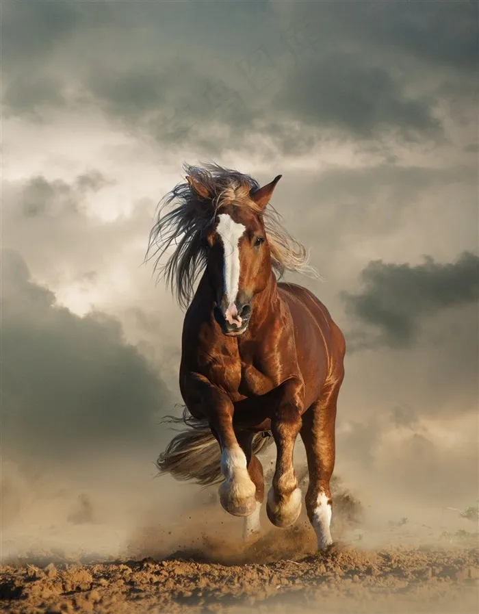一匹飞驰的棕色骏马高清摄影骏马图片
