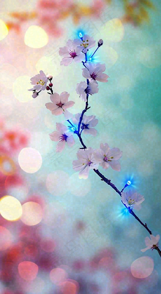 春天浪漫花朵白色樱花，立春春分惊蛰摄影图