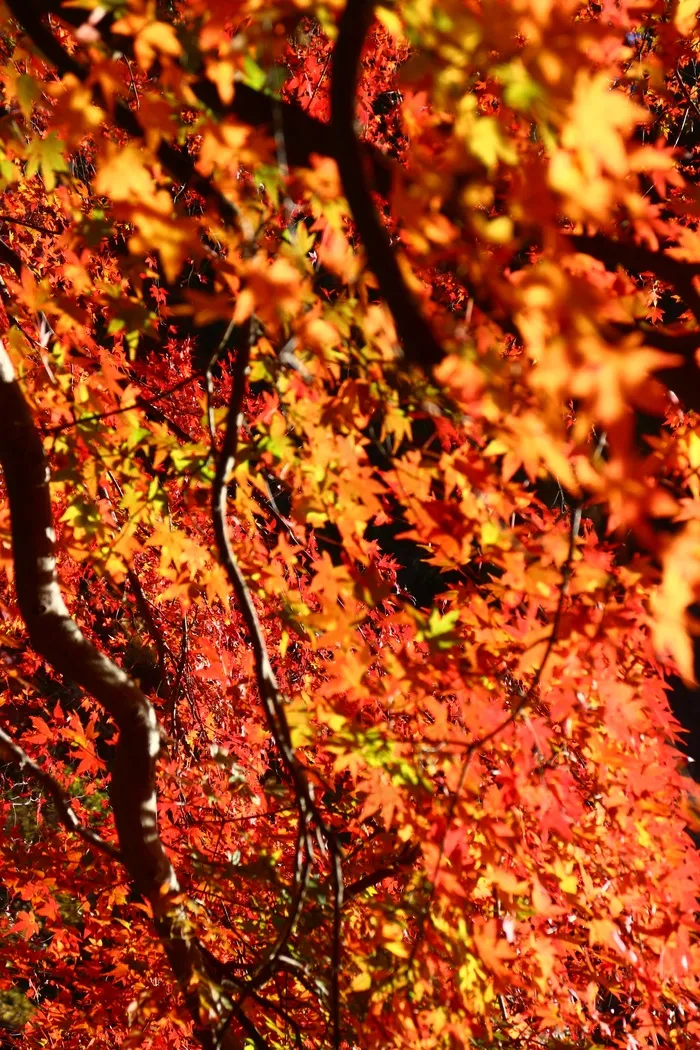 秋季红树叶图片
