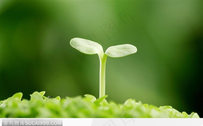 茁壮的绿苗