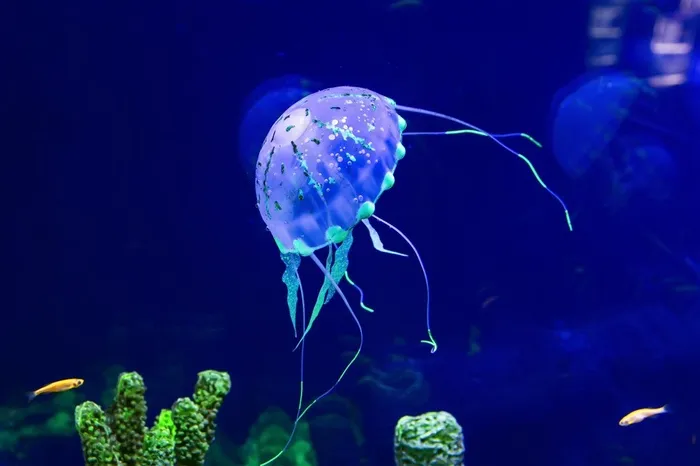 海洋里的水母动物高清图片