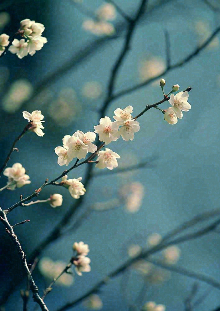 冬天浪漫白色花朵枝叶，冬季植物大雪小雪冬至新春摄影图