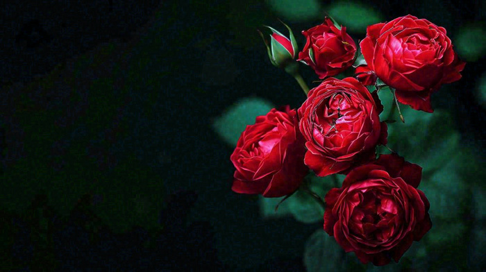 红玫瑰鲜花艳丽，花朵暗黑摄影图