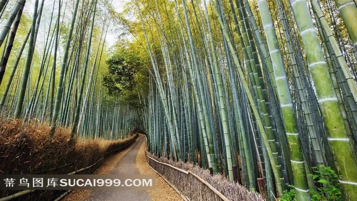 竹林风光风景图片