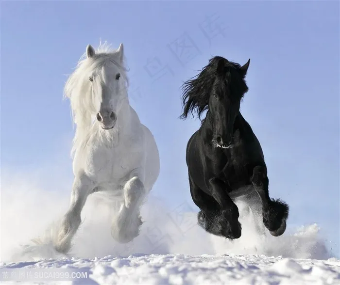高清雪地里奔跑的黑白骏马图片