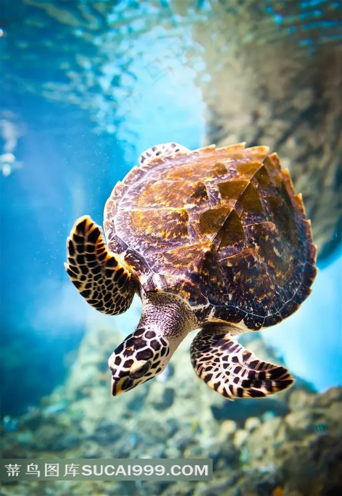 畅游大海的海龟特写摄影高清图片