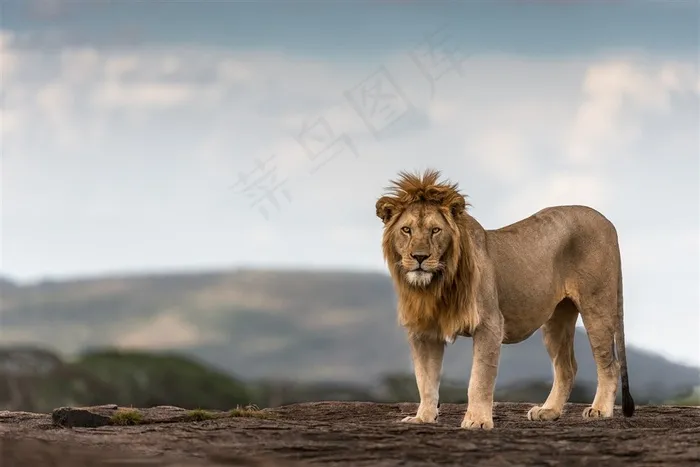 高清狮子桌面壁纸唯美野生动物图片动物大全