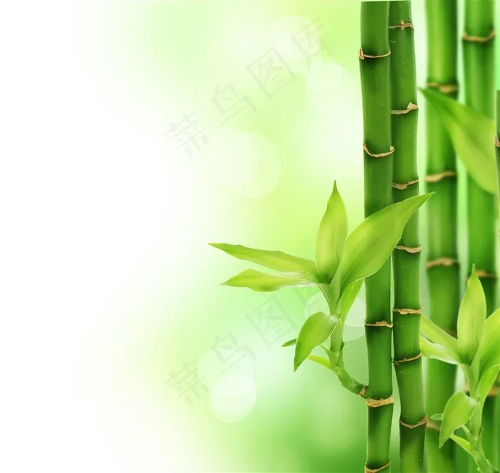 唯美的竹子图