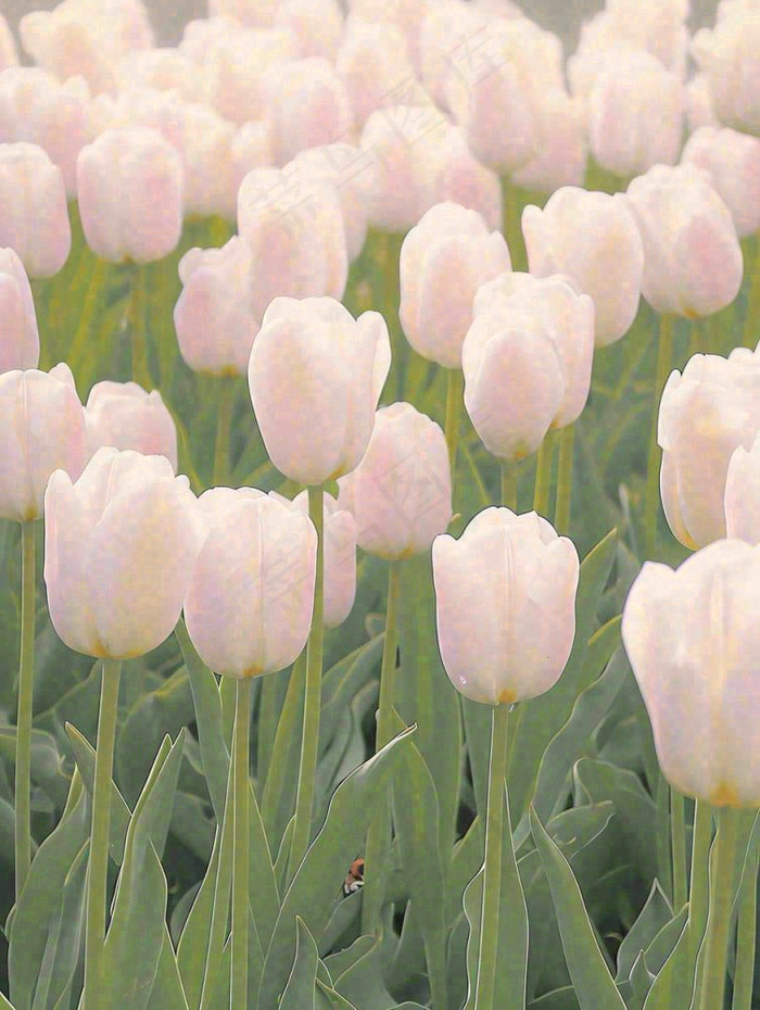 春天粉色郁金香花海绿叶温馨阳光，春分摄影图