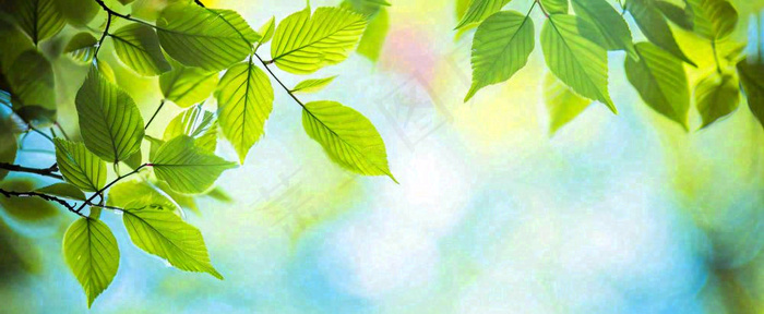 春天阳光绿叶嫩芽清新，立春春分摄影图