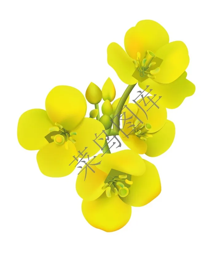 黄色花朵，黄花矢量图