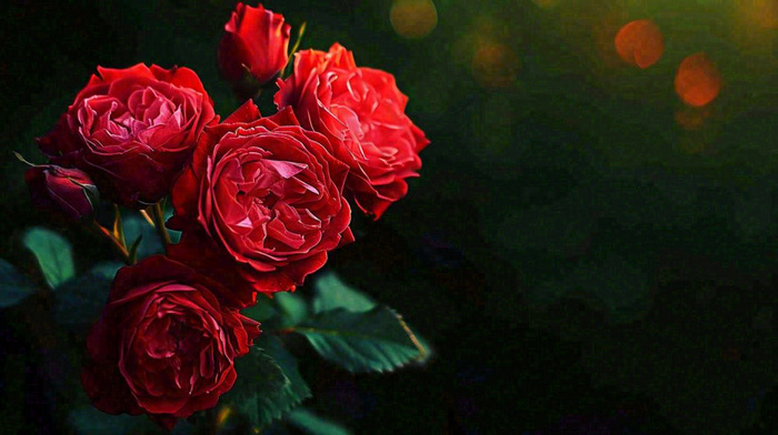 红玫瑰鲜花艳丽，花朵暗黑摄影图