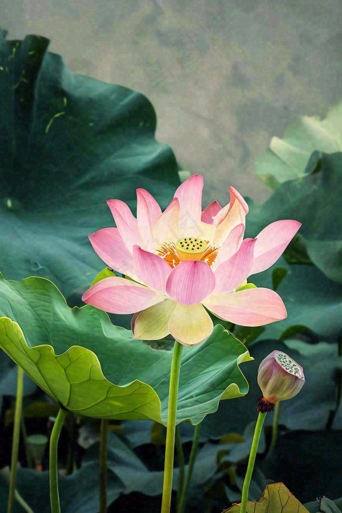 中国风夏日荷花荷叶大气特写摄影，大暑小暑夏至摄影图