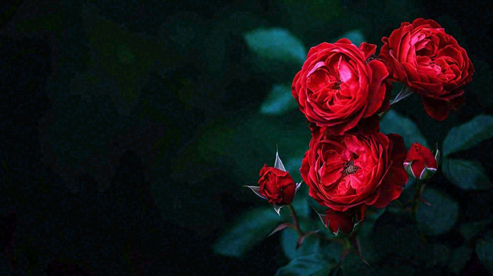 红玫瑰鲜花艳丽，花朵暗黑摄影图