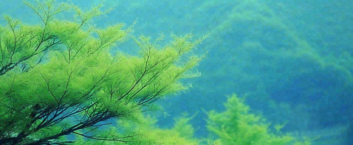 绿色树冠，绿色森林山脉，春天摄影图