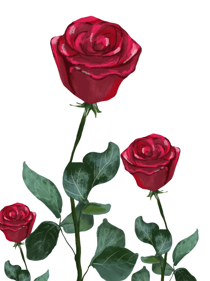 手绘玫瑰花透明素材 菜鸟图库