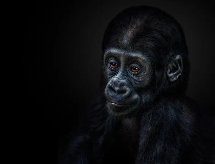 唯美野生动物黑暗背景里的大猩猩图片动物大全