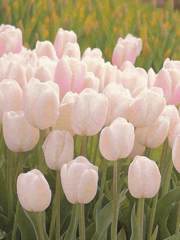 春天粉色郁金香花海绿叶温馨阳光，春分摄影图