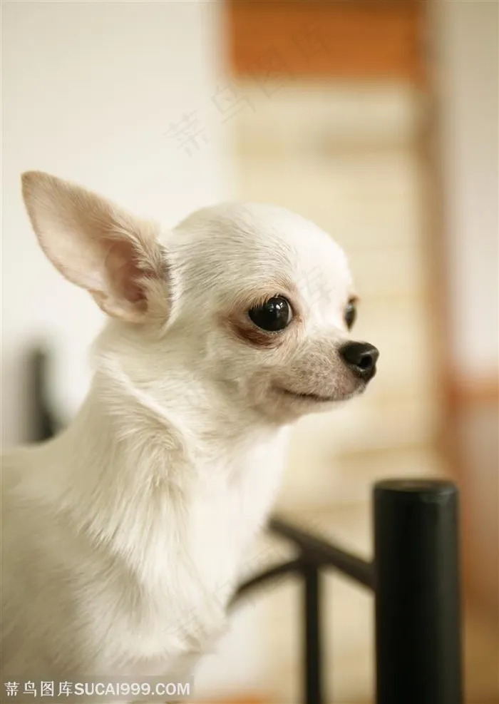 可爱狗狗-张望的白色小狗吉娃娃头部特写