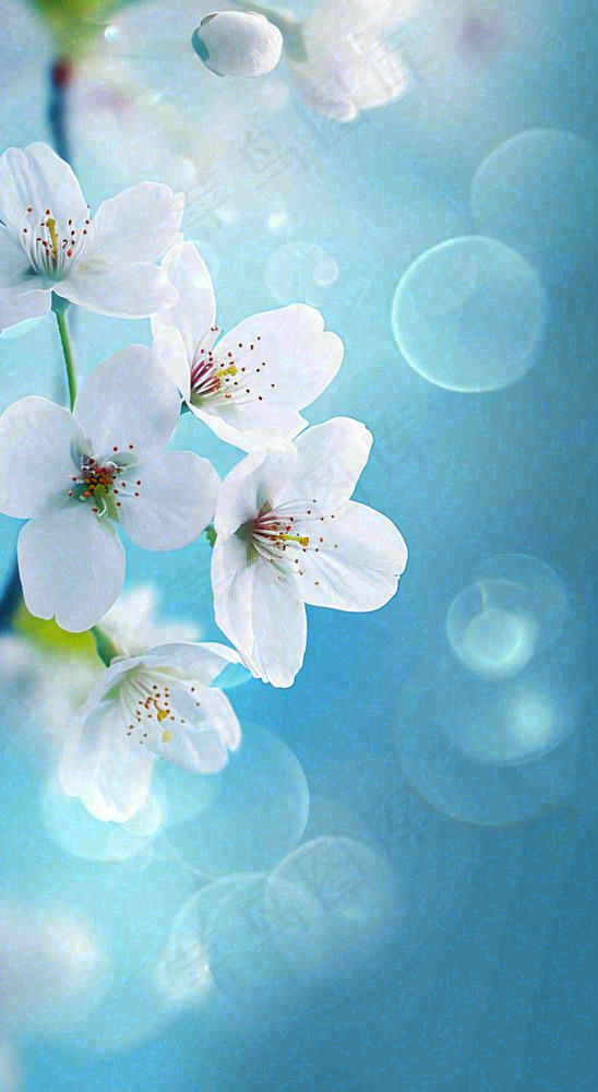 春天清新白色鲜花树枝，文艺新鲜浪漫摄影图