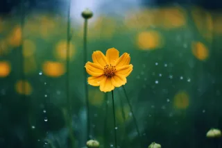 雨天小黄花草丛摄影图